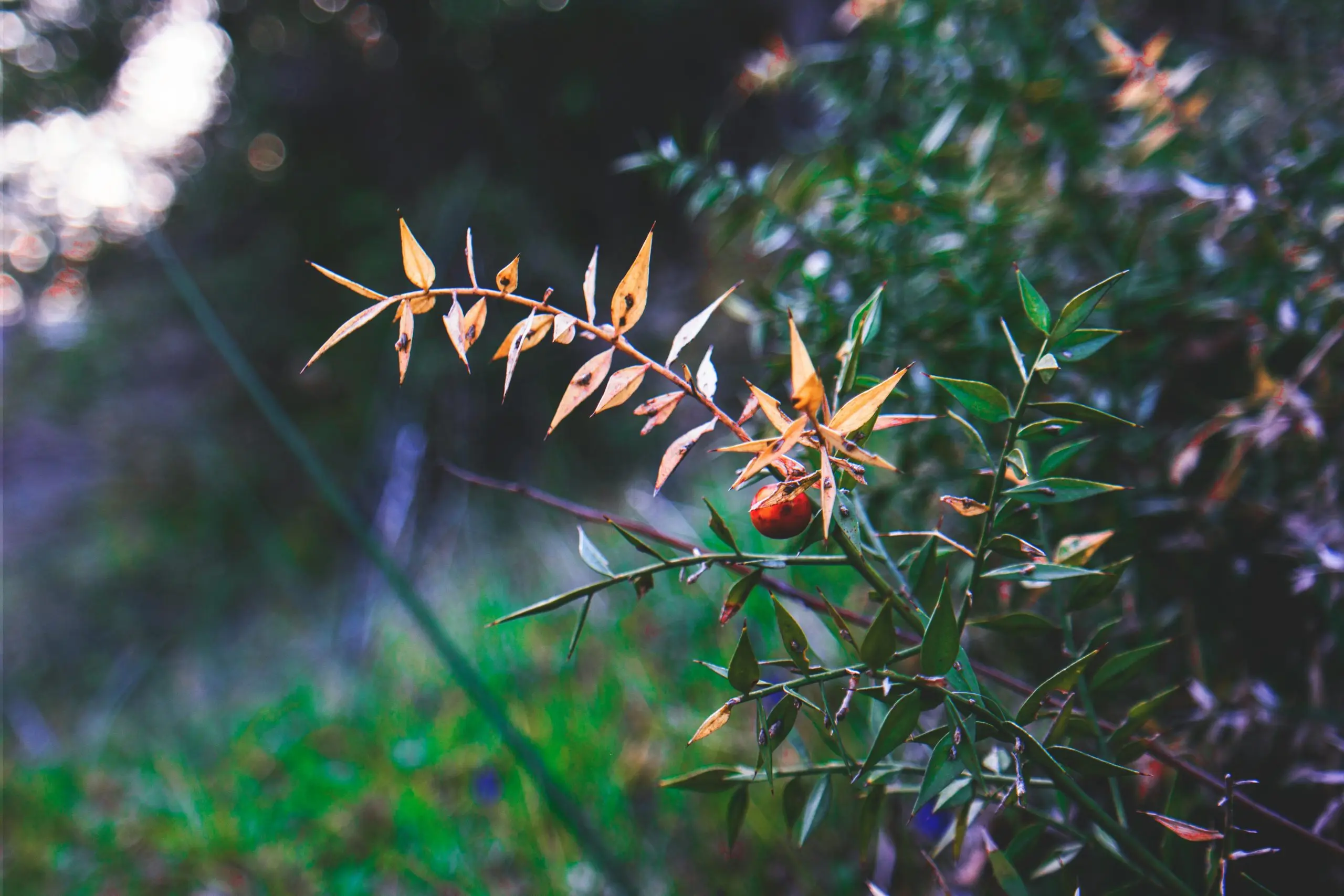 Photo of small red fruit on the bush in the forest